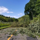 Trees block the road leading to Atsuma after an earthquake hit Hokkaido, in Mukawa.